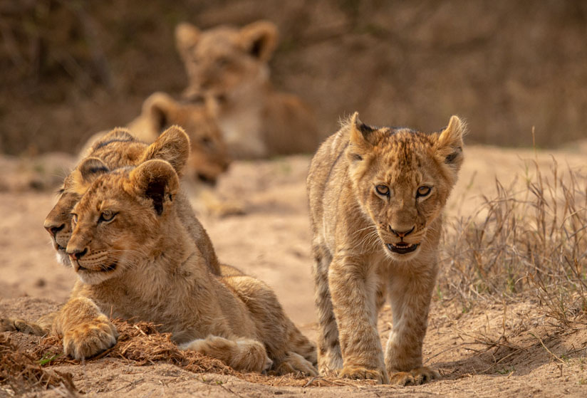 4-day-taste-of-tanzania-budget-safari