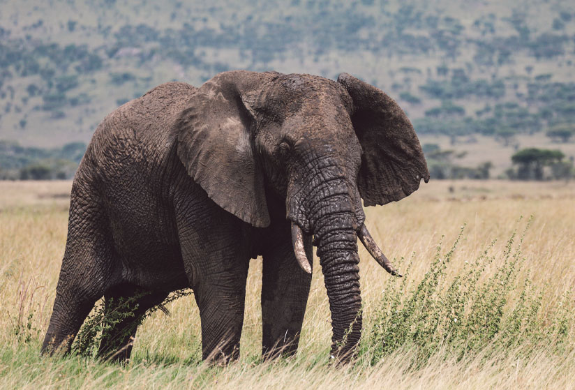 3-days-safari-tarangire-manyara-ngorongoro-crater