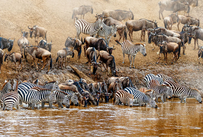 5-days-tanzania-budget-safari