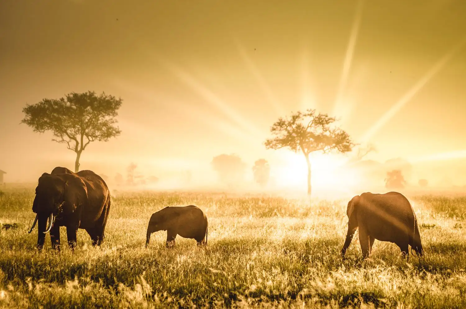 5Days-Tanzania-Camping-Safari